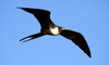 Magnificent_frigatebird_fregata_m_2