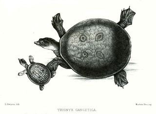 Engraving: C. Berjeau. Public domain. (You would be lucky to be my inbred descendant.)