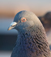 Pigeon_portrait_4861_2