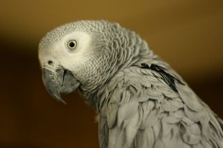 Photo: grendelkhan. Creative Commons Attribution-Share Alike 2.0 Generic. (All they had to do was ask politely.)