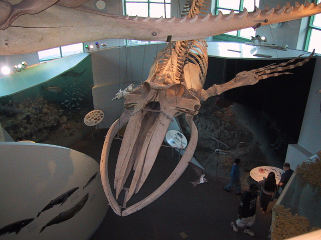 Whale_skeleton Whale_skeleton