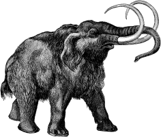 Mammoth Mammoth