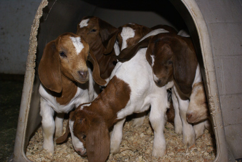 10 Boer goat kids in a plastic igloo. Photo: Sarah McCarthy 10 Boer goat kids in a plastic igloo. Photo: Sarah McCarthy