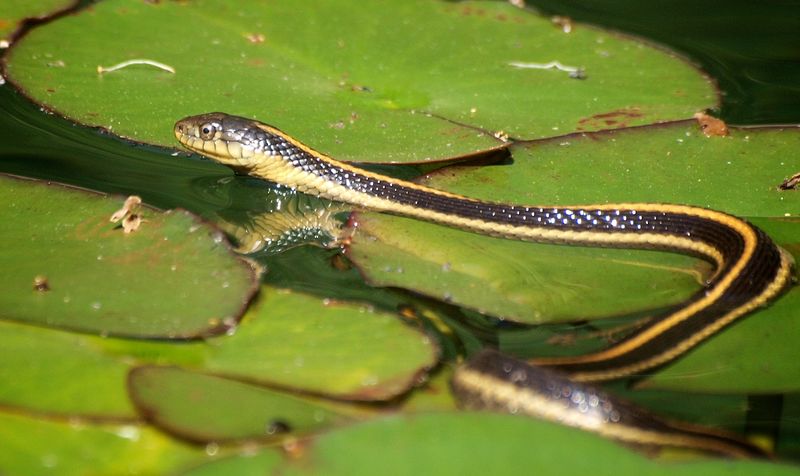 Thamnophis atratus. Photo: Ingrid Taylar. Creative Commons Attribution 2.0 Generic.