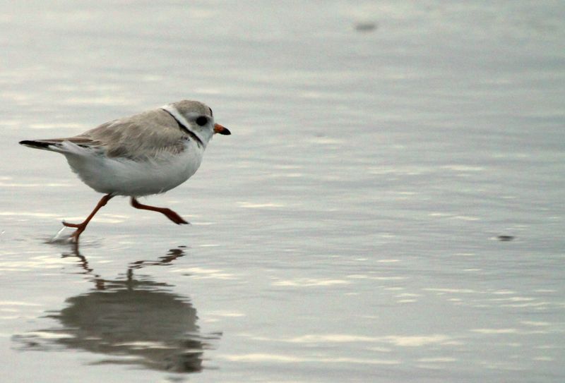 Photo: auburnxc/Bear Golden Retriever. Creative Commons Attribution 2.0 Generic.