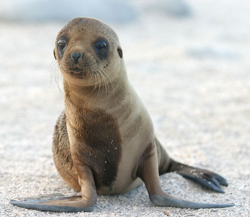 Photo: refractor/dagpeak. Creative Commons Attribution 2.0 Generic. (This is actually a Galápagos Sea Lion pup (Zalophus wollebaeki), but I reject typecasting.) (Oh, all right, you made me say it: I CAN HAZ FISHWICH?)