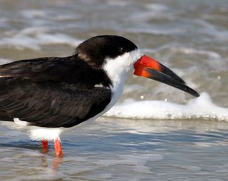 Black skimmer. Photo: Bruce Tuten. Creative Commons Attribution 2.0 Generic.