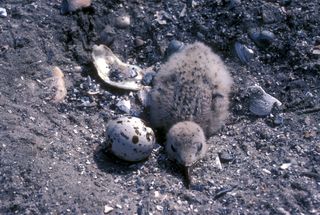 Photo: Donna A. Dewhurst for the Fish and Wildlife Service. Public domain.