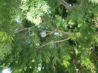 Photo: Susan McCarthy. (The world is a strange place.)