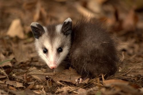 Young possum in oak leaves. Photo: Liam Wolff. Free Art License. (Probably not as thoughtful as it looks.)