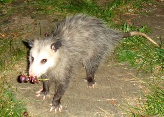 Possum. Photo: Risssa. Public domain. (My grapes, mine.)