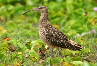 Bristle-thighed Curlew. Photo: NPS, Bryan Harry. Public domain.