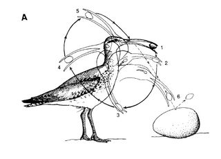 Bristle-thighed Curlew breaking into albatross egg