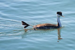 Photo: ©2009 Britta Heise. Creative Commons Attribution 2.0 Generic license. http://www.flickr.com/photos/40630886@N03/4113791594/