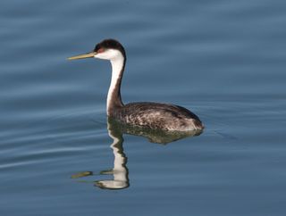 Western Grebe (Aechmophorus occidentalis). Photo: dominic sherony. Creative Commons Attribution-Share Alike 2.0 http://www.flickr.com/photos/9765210@N03/3204305698/
