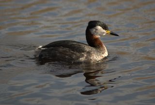 Red-necked Grebe (Podiceps grisegena). Photo: Martin Olsson. GNU Free Documentation license, Version 1.2.