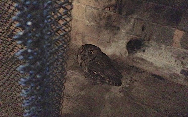 The actual owl. Used with permission.