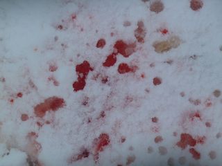 FFFjustbloodysnow