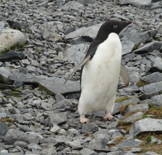 Photo: Susan McCarthy. All rights reserved.