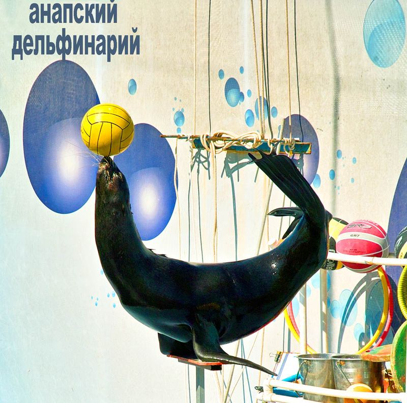 Морской_котик. Photo: Darkenrau. Creative Commons Attribution-Share Alike 3.0 Unported license.