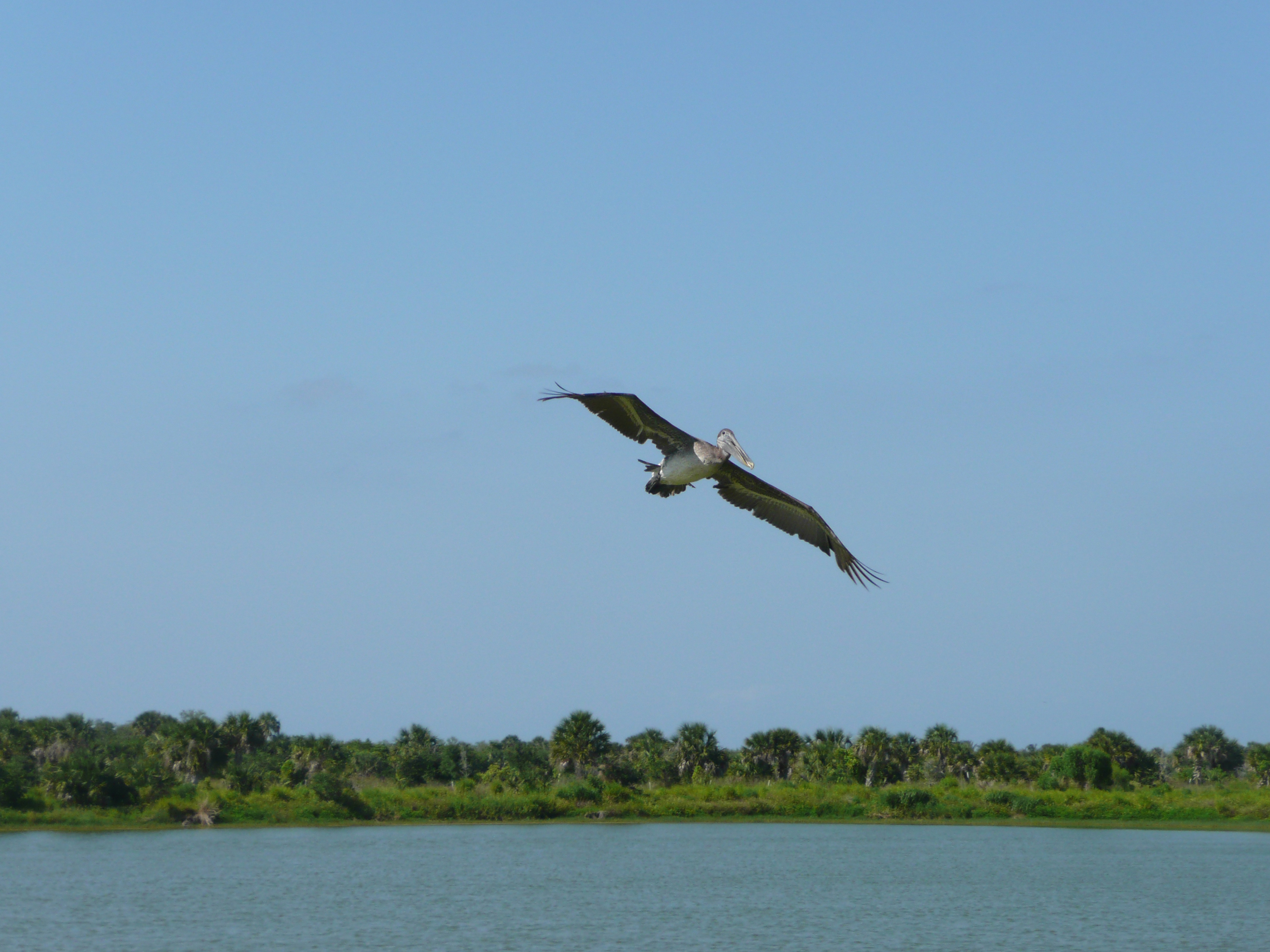 Photo: U.S. Fish & Wildlife Service, Northeast Region. Public domain. Washed pelican flying.